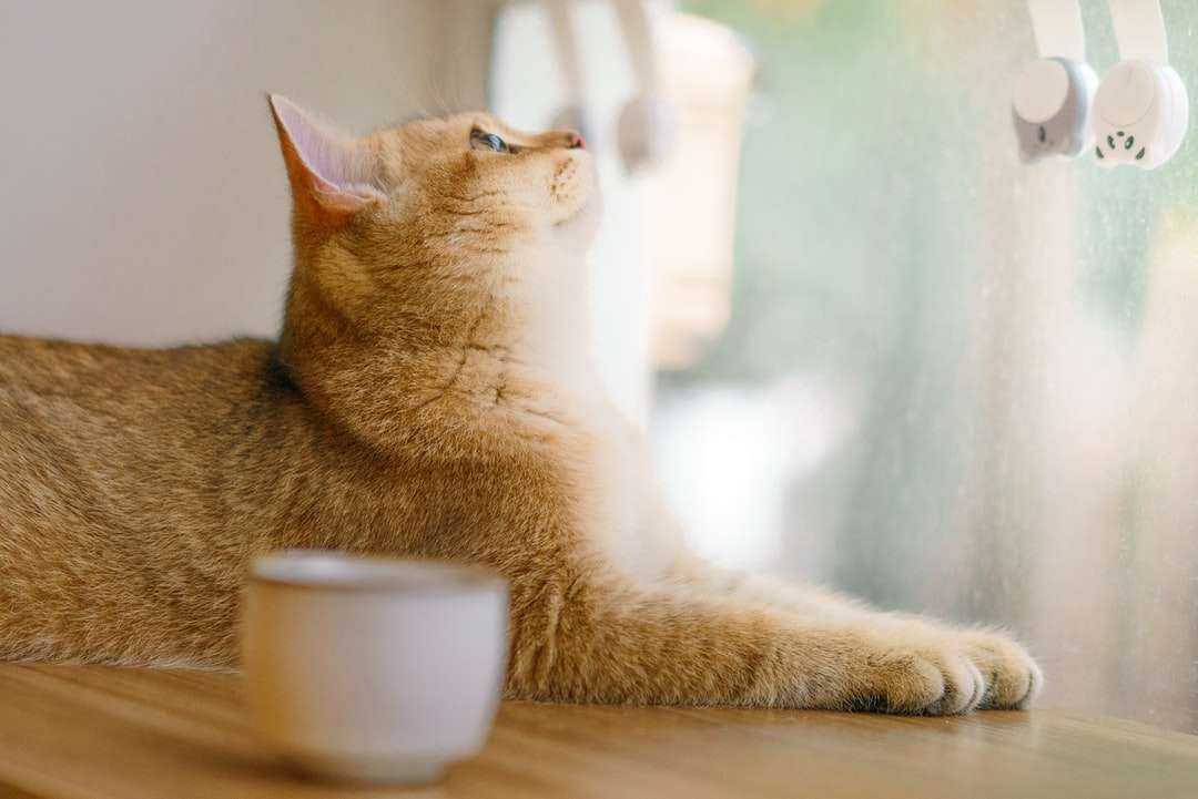 Orange tabby katt på brunt träbord Pussel online