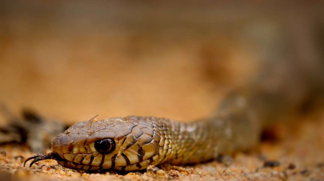 коричневая и черная змея в объективе с наклоном и сдвигом пазл онлайн
