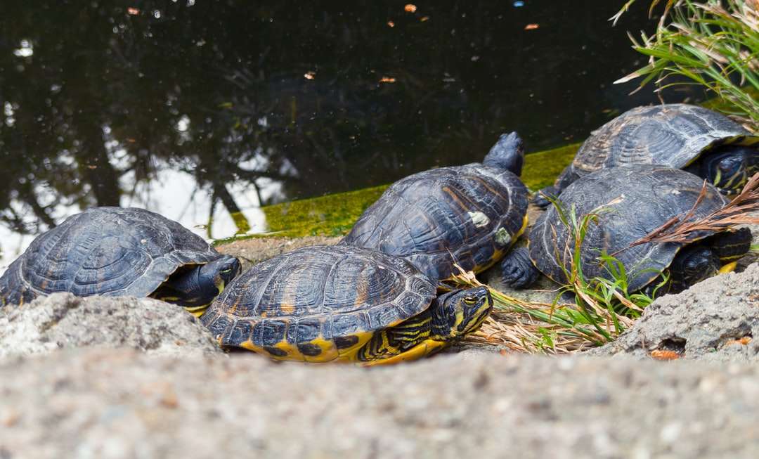 Svart och gul sköldpadda på grönt gräs nära vattenkropp pussel på nätet