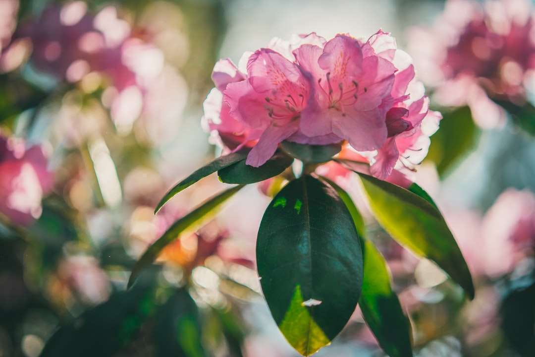 Rosa Blume mit grünen Blättern Online-Puzzle