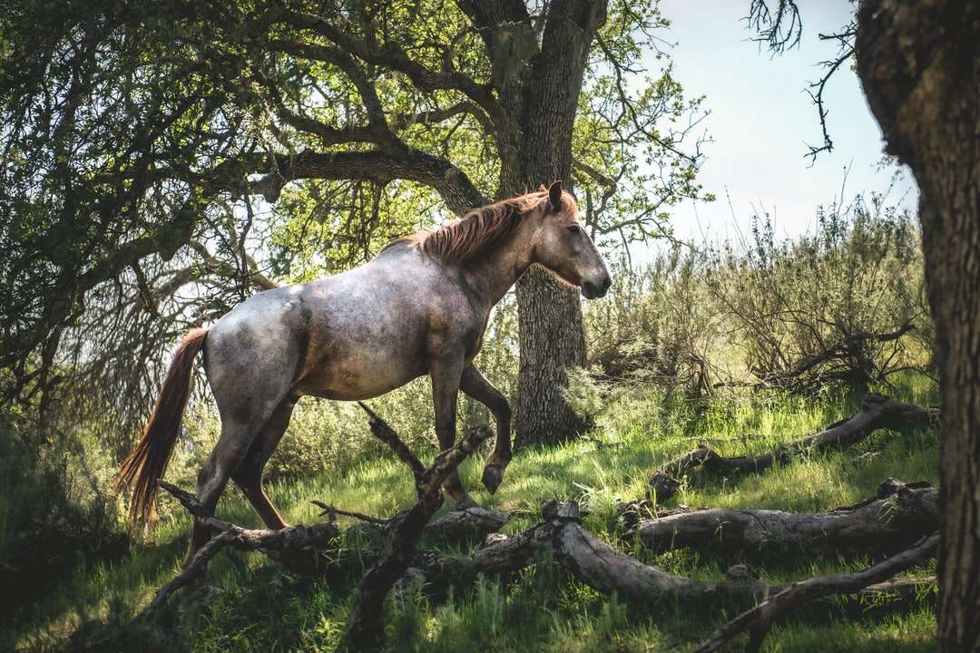 Cavalo marrom no campo de grama verde durante o dia quebra-cabeças online