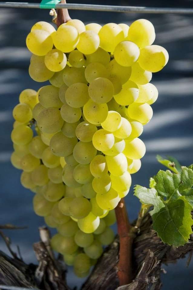 Яскравий виноград онлайн пазл