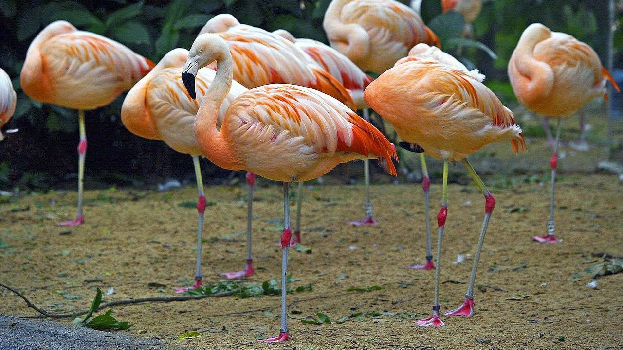 Dormind flamingos pe un picior puzzle online