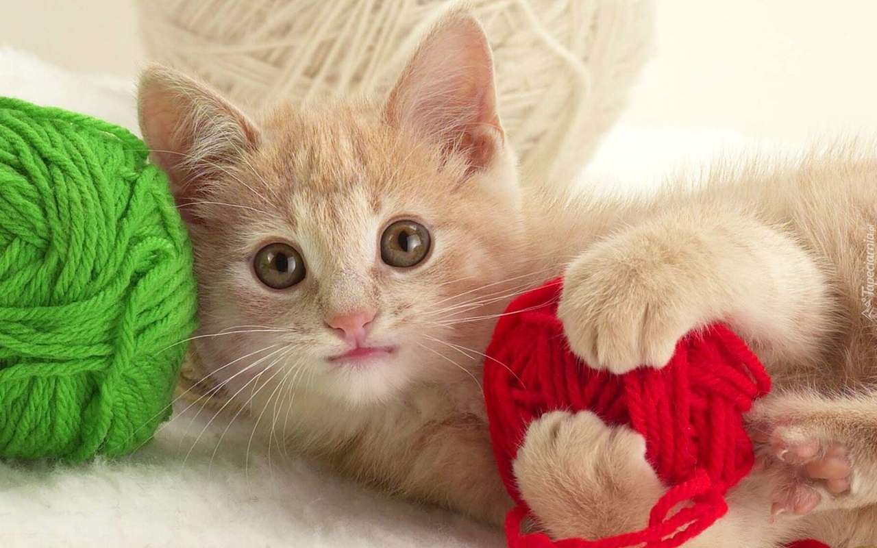 毛糸で遊ぶ子猫 ジグソーパズルオンライン