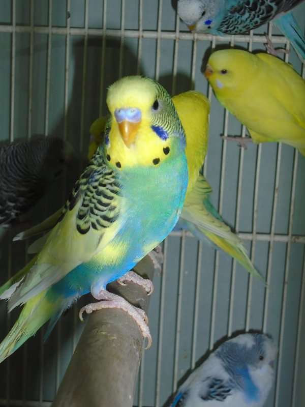 волнистые попугаи онлайн-пазл