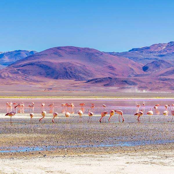Стая фламинго в Боливии пазл онлайн