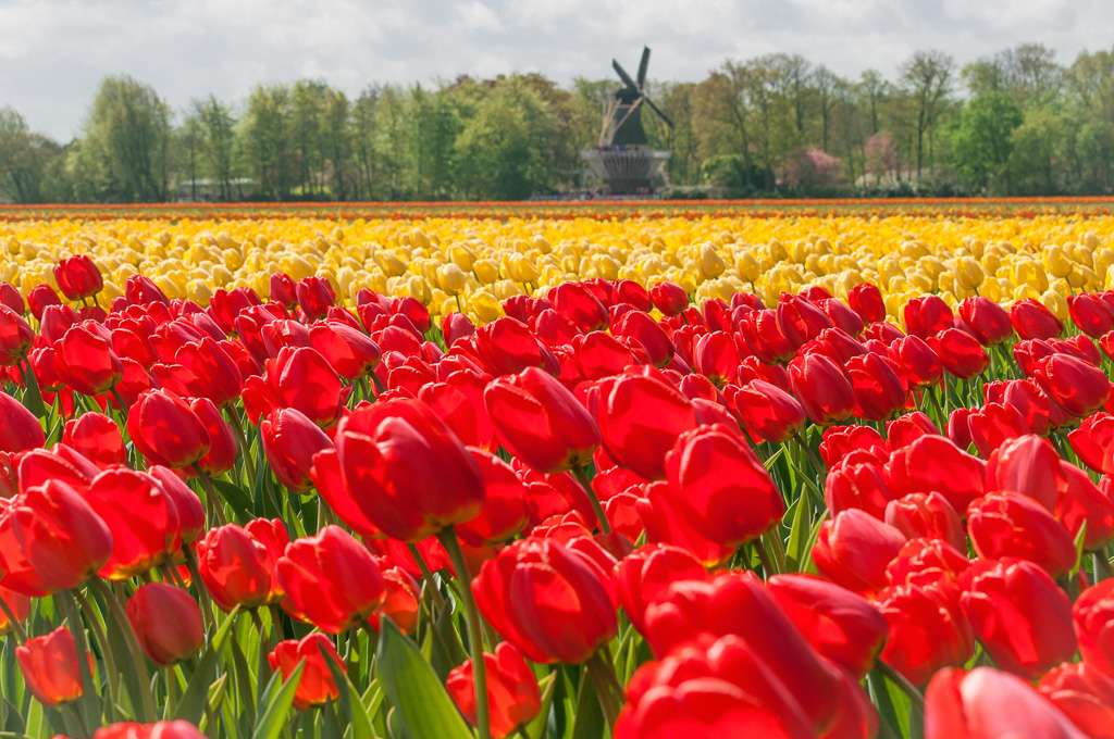 Fält av tulpaner i Nederländerna pussel på nätet