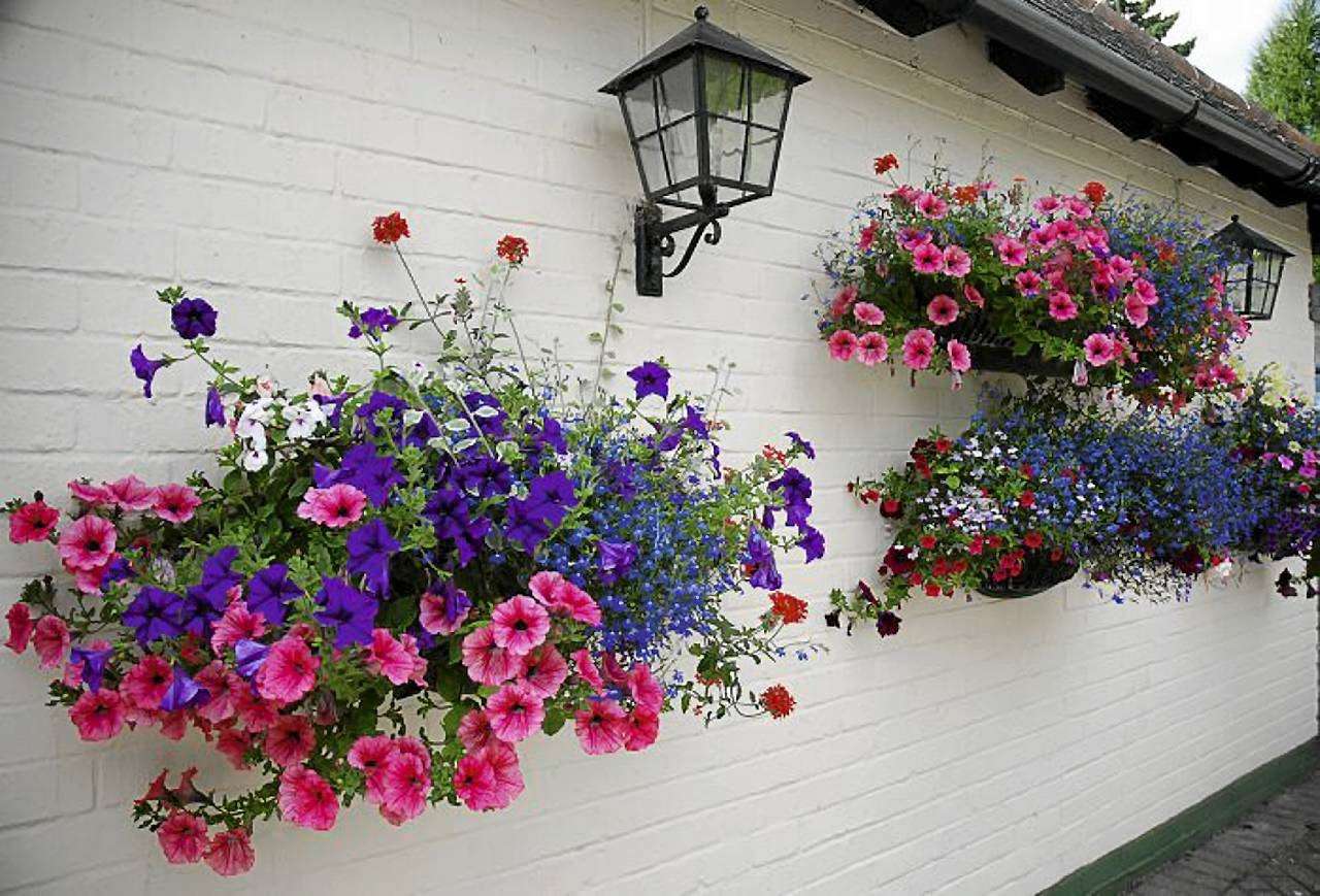 Rózsaszín-ibolya virágok a ház homlokzata kirakós online