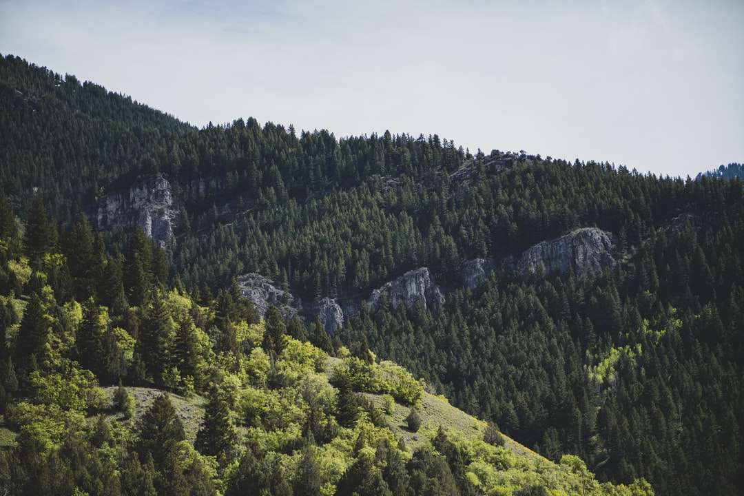 Alberi verdi sulla montagna sotto il cielo bianco durante il giorno puzzle online