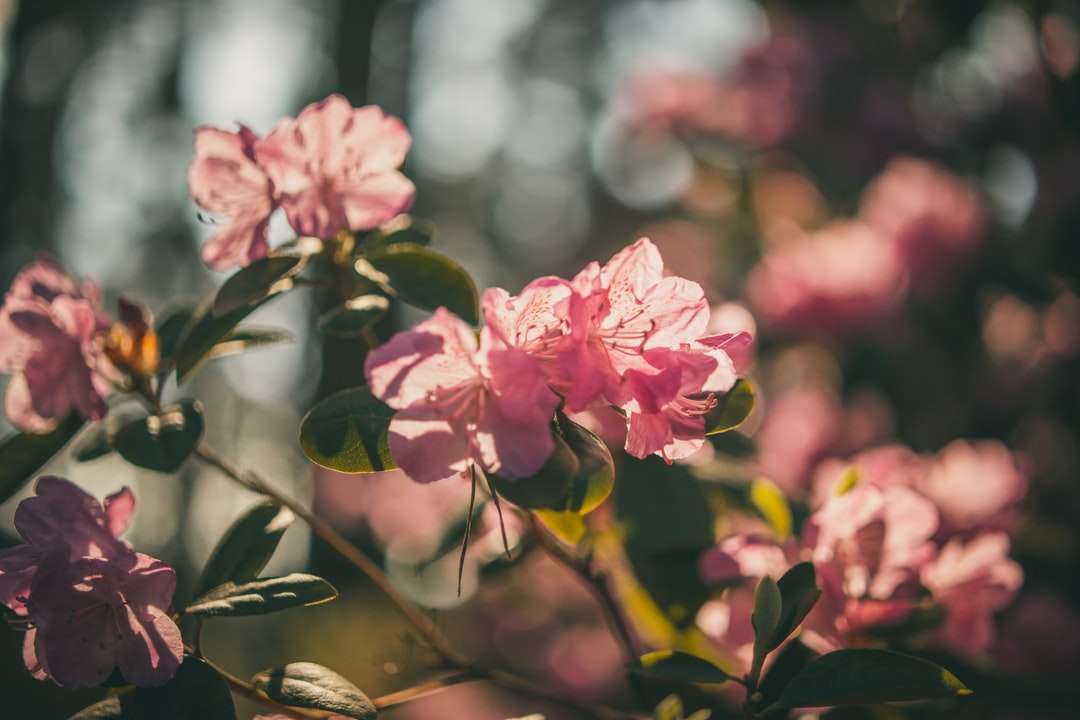 Rosa blommor i tilt shift lins pussel på nätet