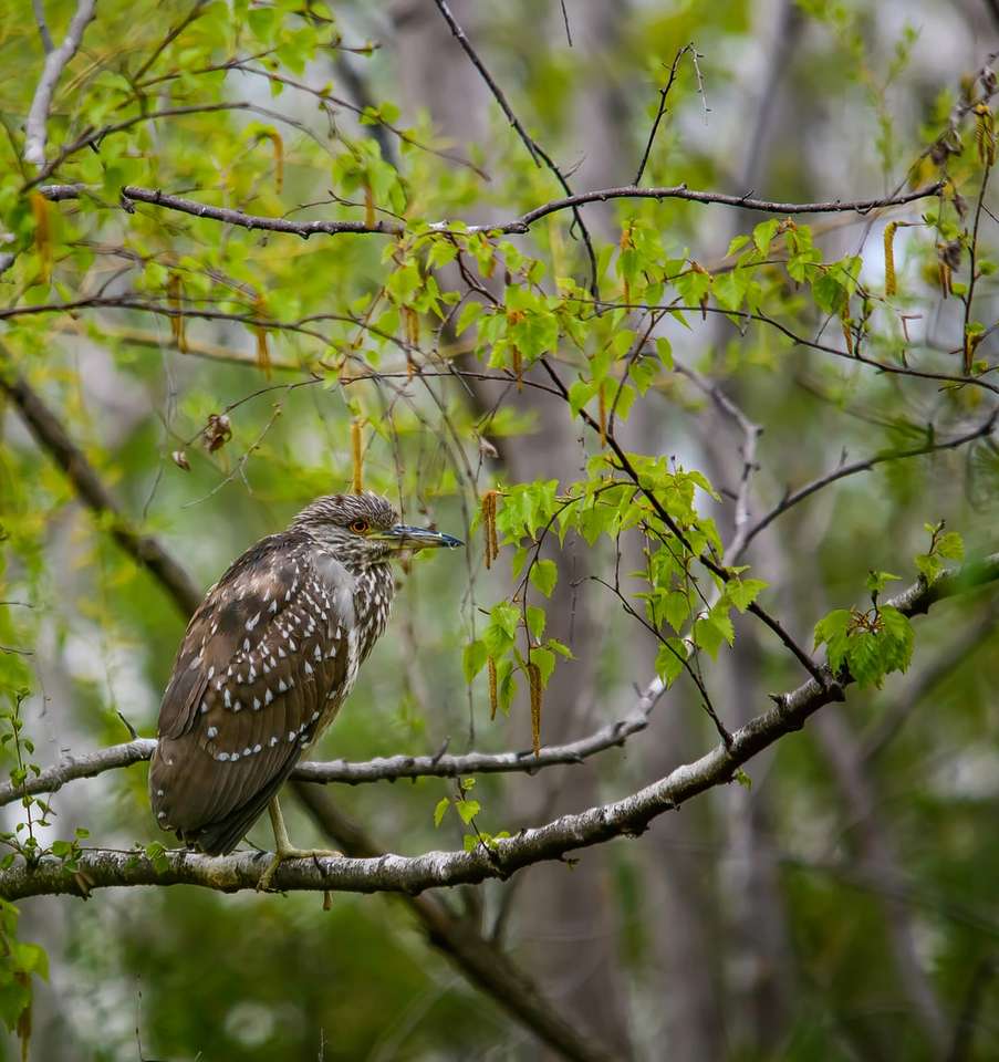 Pássaro preto no ramo de árvore durante o dia puzzle online