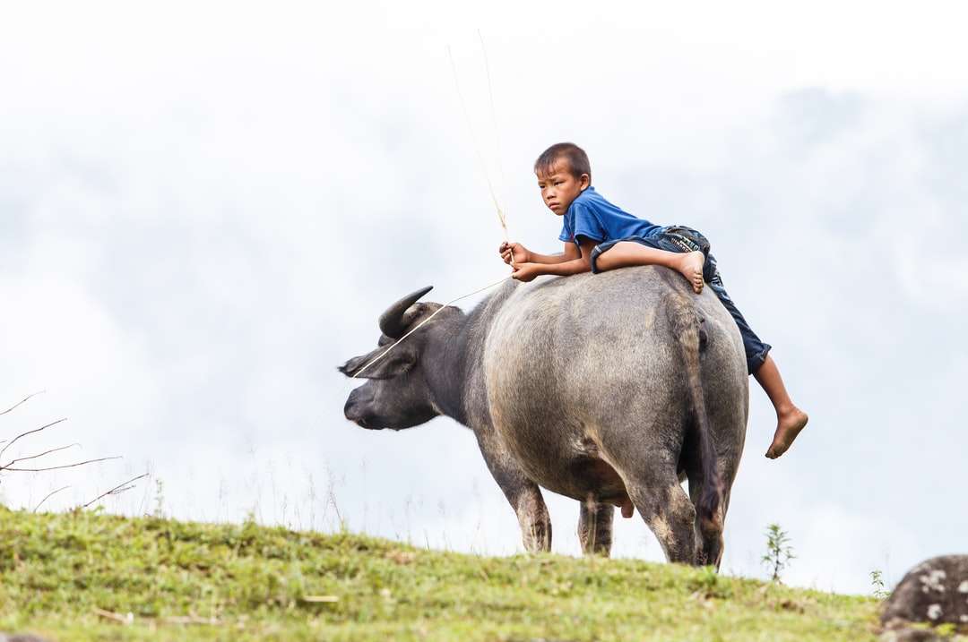 homem de camisa azul montando búfalo preto quebra-cabeças online