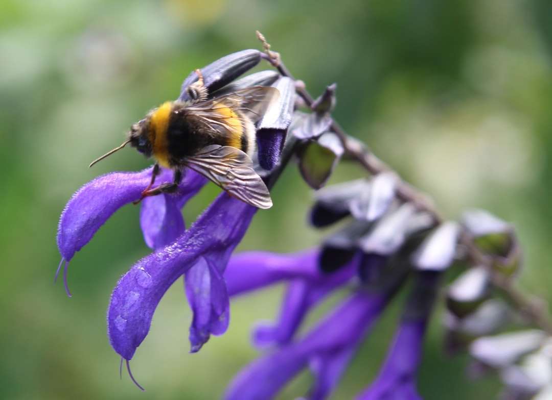 Μαύρη και κίτρινη μέλισσα σε μοβ λουλούδι online παζλ