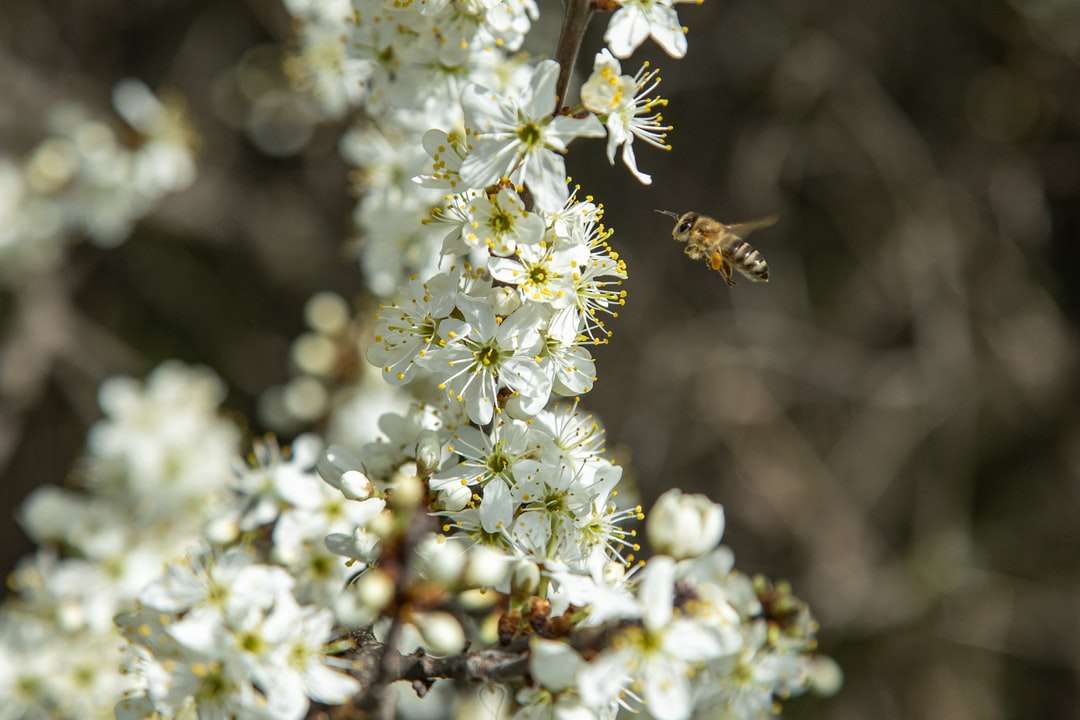 Honeybee кацнал на бяло цвете в затворена фотография онлайн пъзел