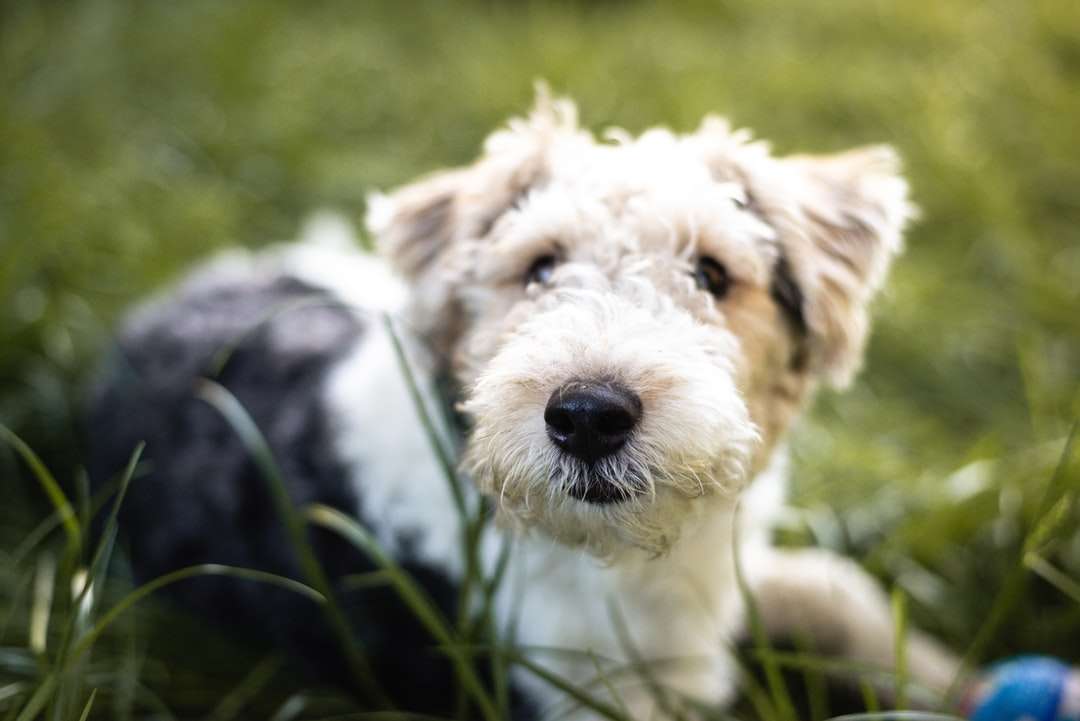бело-черная короткошерстная собака онлайн-пазл