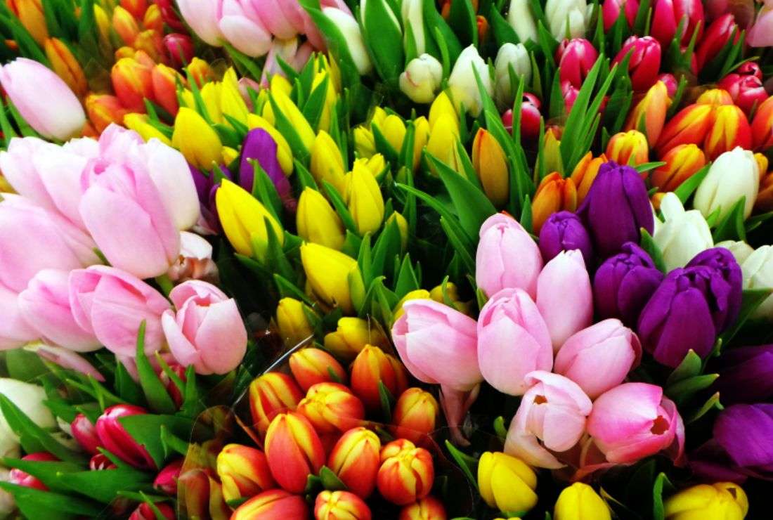 Barevné tulipány skládačky online