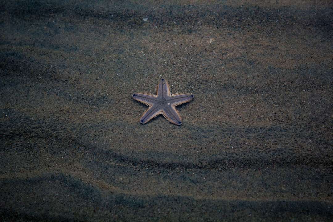 Estrela do mar branca em matéria têxtil marrom puzzle online