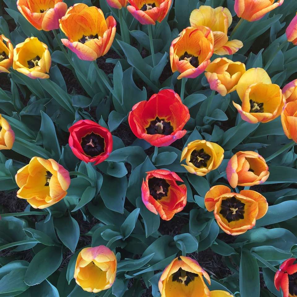 Κόκκινο και κίτρινο μπουκέτο λουλουδιών παζλ online