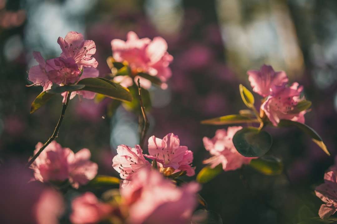 розовые цветы в тилт-шифт объективах онлайн-пазл