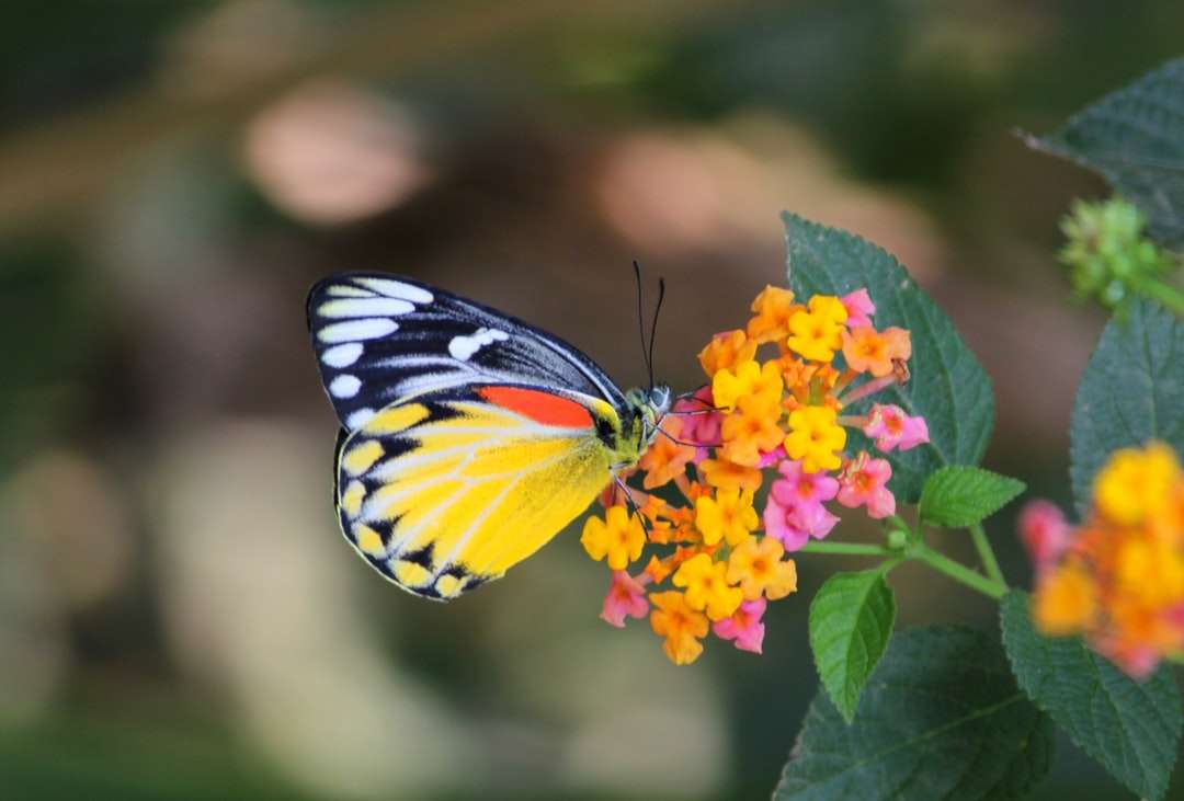 Tigre Swallowtail Butterfly empoleirado puzzle online