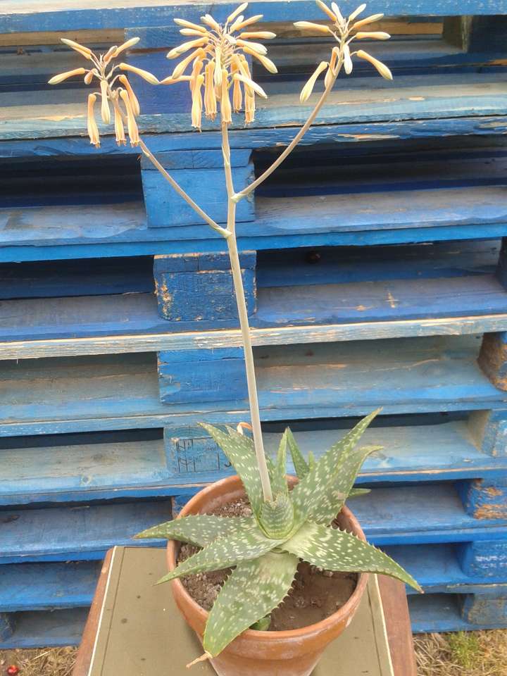 Virágzó Aloe-vera kirakós online