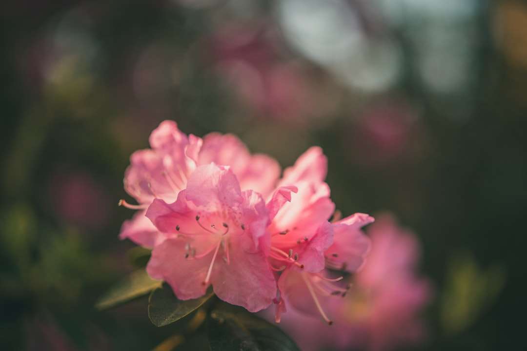 Fleur rose dans la lentille de changement d'inclinaison puzzle en ligne