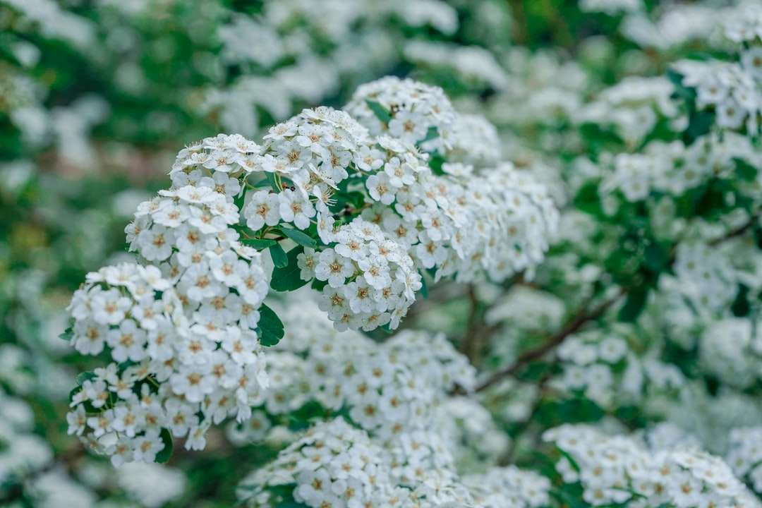 witte bloemen in tilt shift lens legpuzzel online