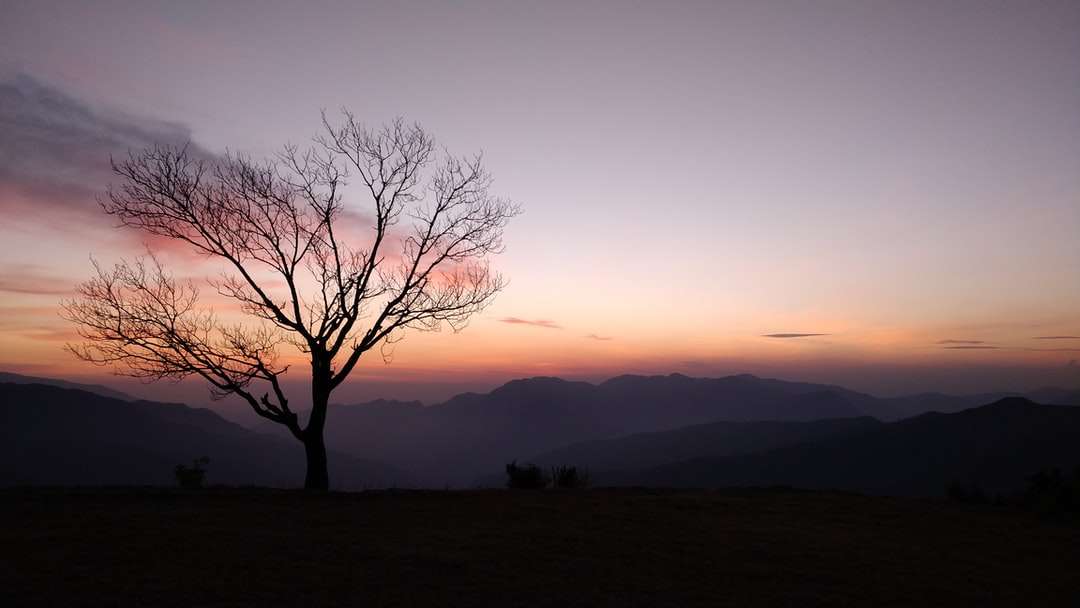 Copacul gol pe câmpul de iarbă verde în timpul apusului soarelui puzzle online