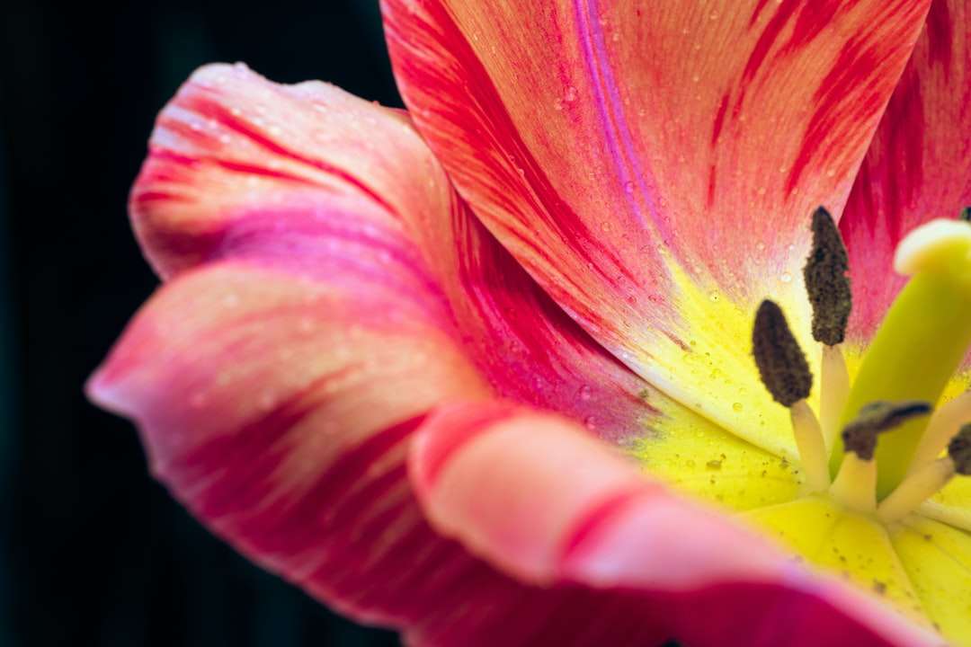 Fleur rose et jaune en photographie macro puzzle en ligne