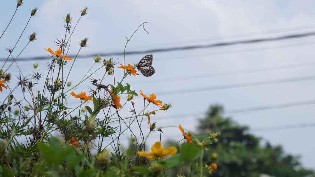 Mariposa marrón y blanca en la flor amarilla durante el día rompecabezas en línea