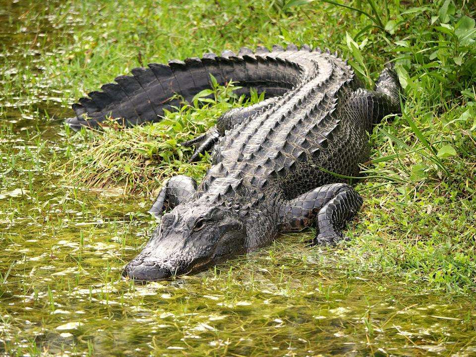Alligator pussel på nätet