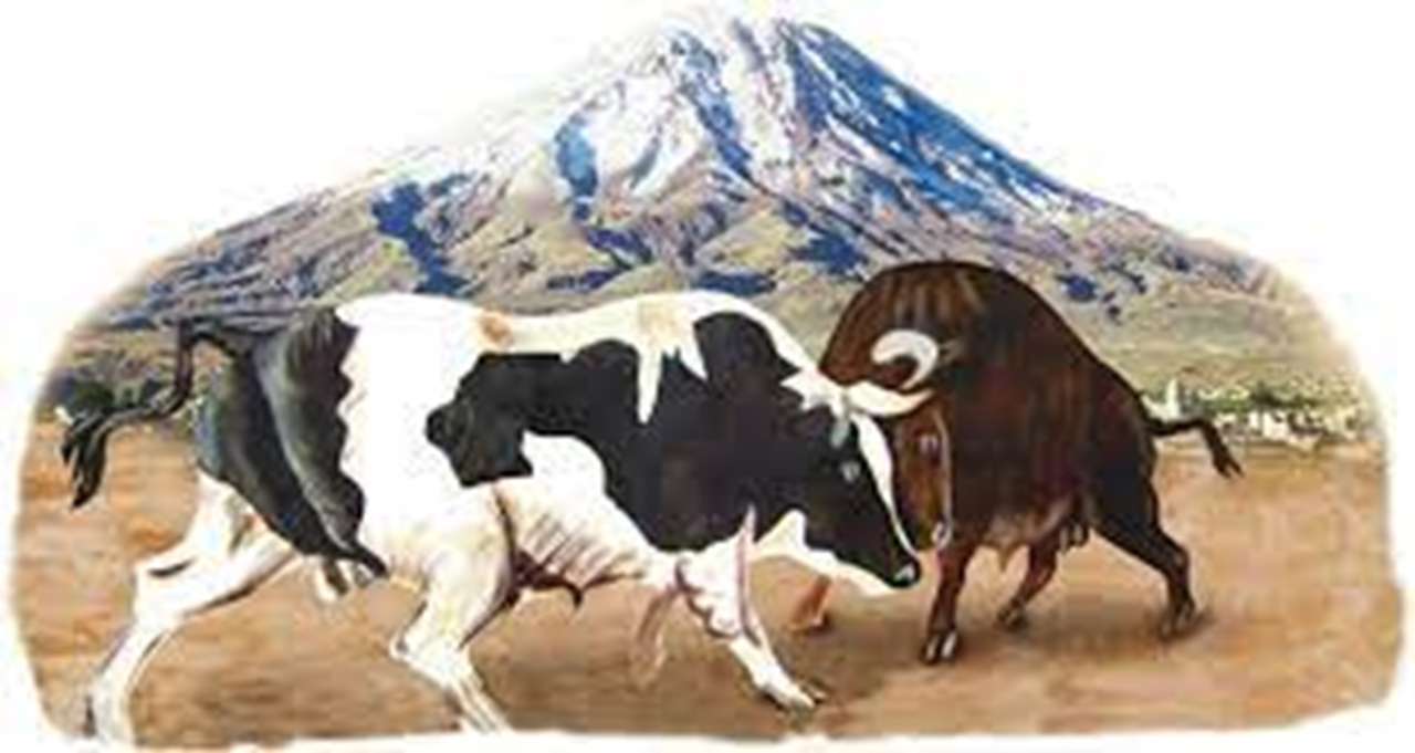 Arequipa Bulls Fight. Online-Puzzle