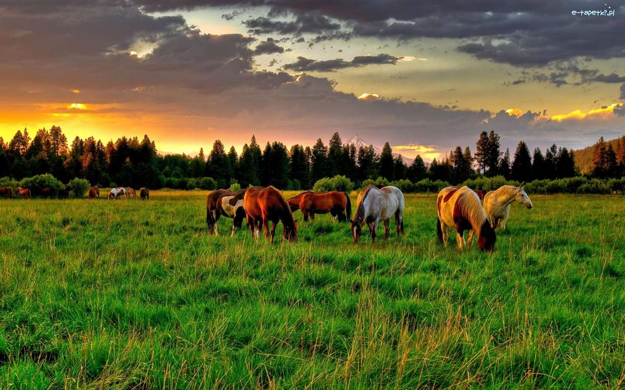 Sunset over the meadows jigsaw puzzle online
