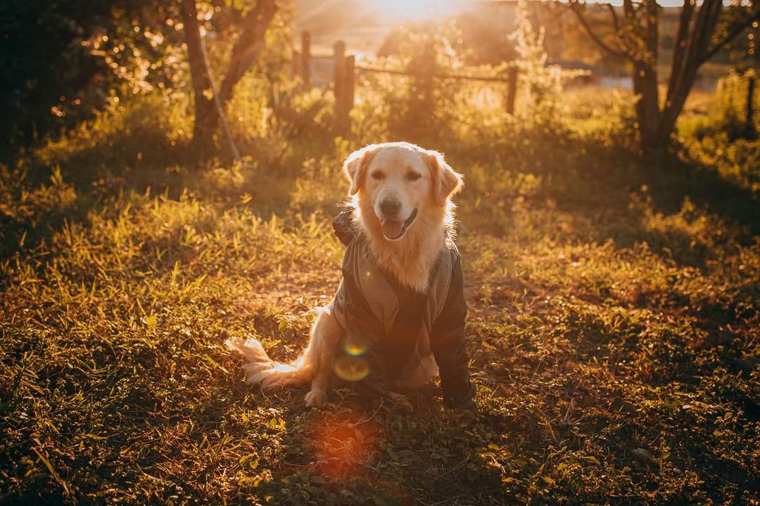Zlatý retrívr štěně běží na hnědé travnaté hřiště online puzzle