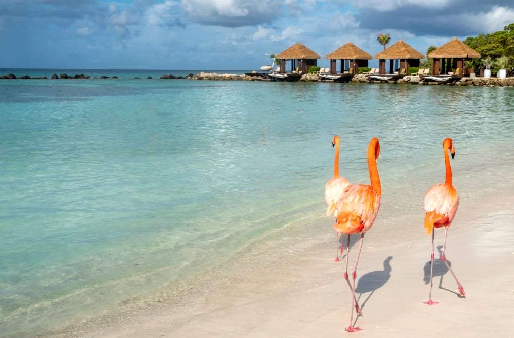 Playa con flamencos en la isla de Aruba. rompecabezas en línea