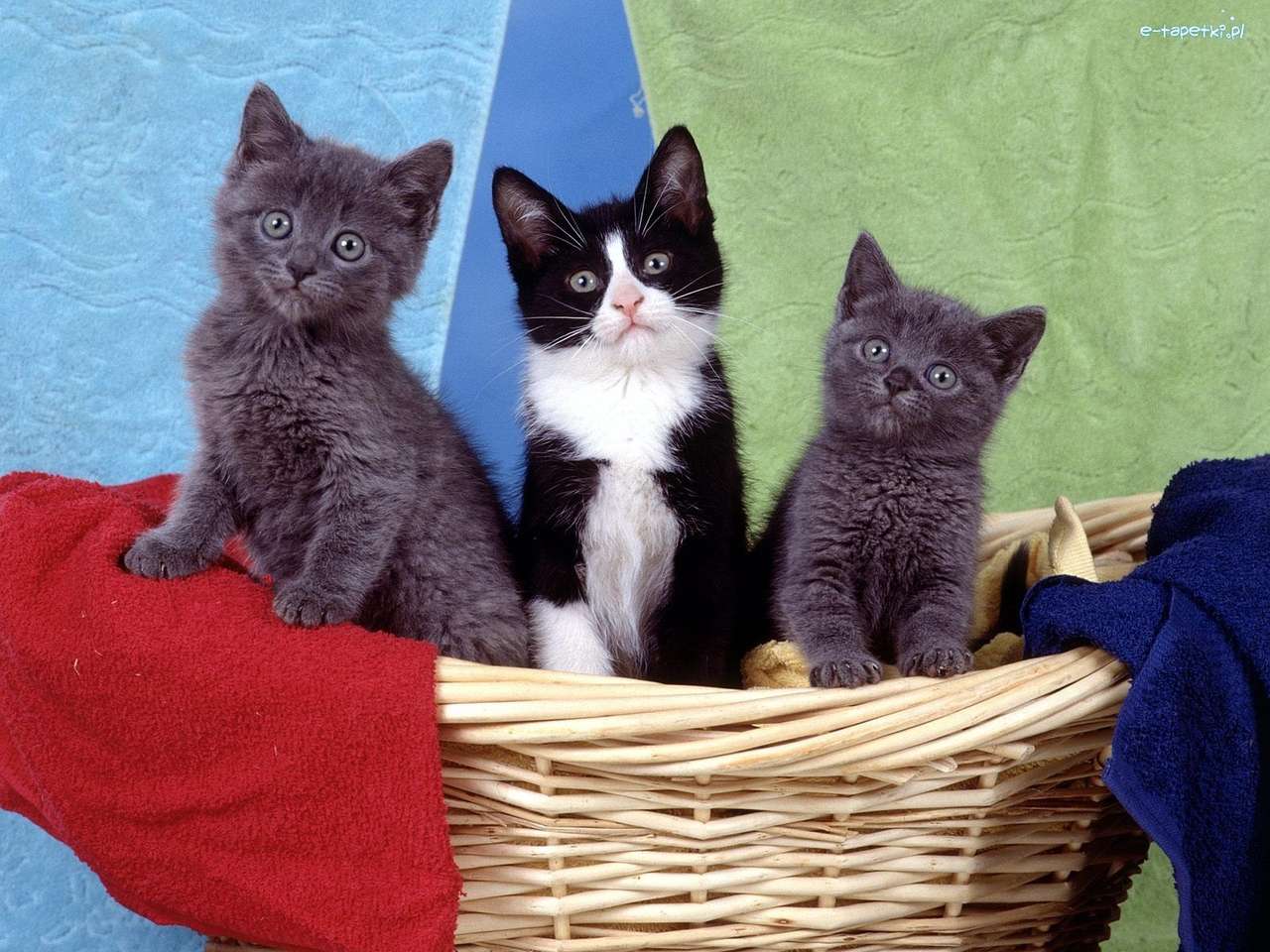 Kitties v košíku skládačky online