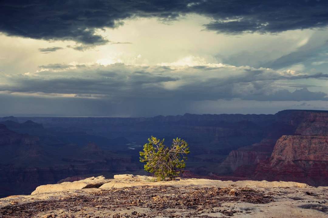 Groene boom op bruine rotsachtige berg online puzzel