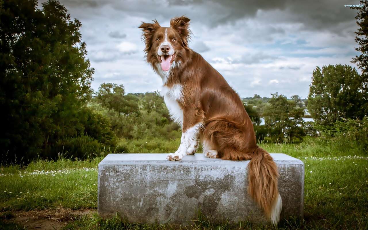 Rudy hond op een steen online puzzel
