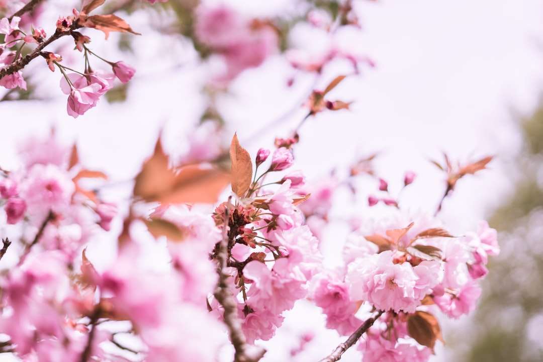 Flores cor-de-rosa em lente de deslocamento de inclinação puzzle online