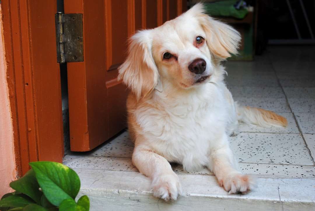 Wit en bruin kort gecoat puppy legpuzzel online