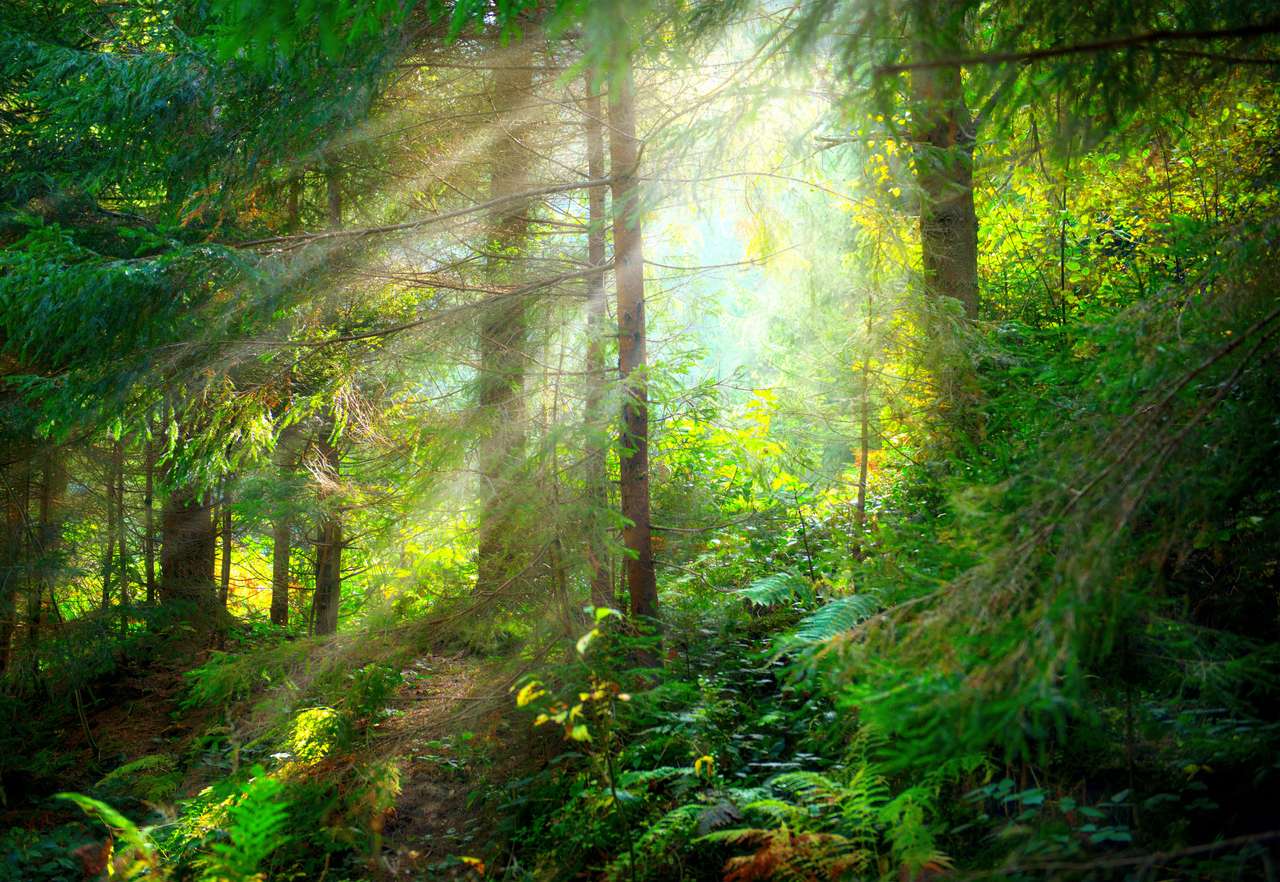 Красивый мистический лес пазл онлайн