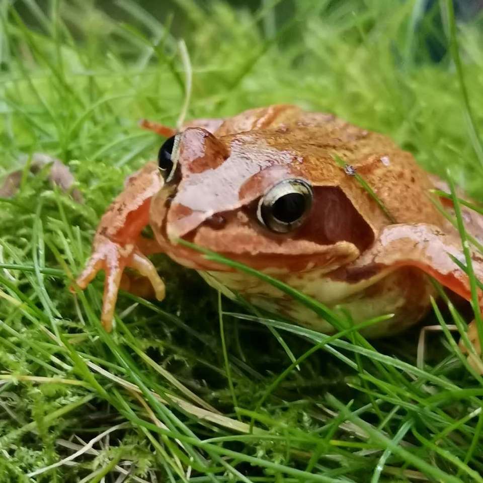 Патинарска жаба онлайн пъзел