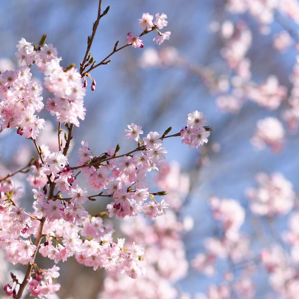 Flor de cerejeira branca sob o céu azul durante o dia quebra-cabeças online