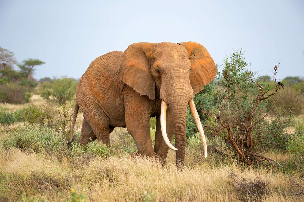 afrikansk elefant pussel på nätet