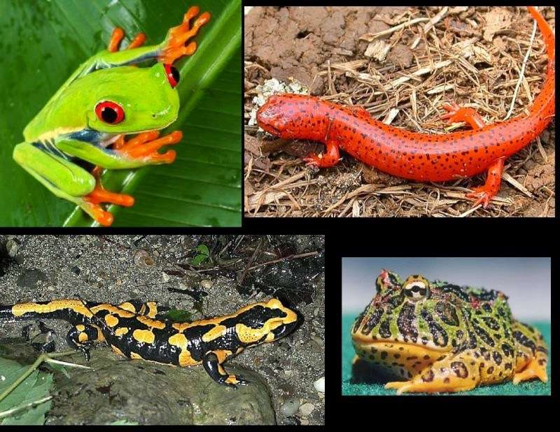 Tipi anfibi di diverse specie puzzle online