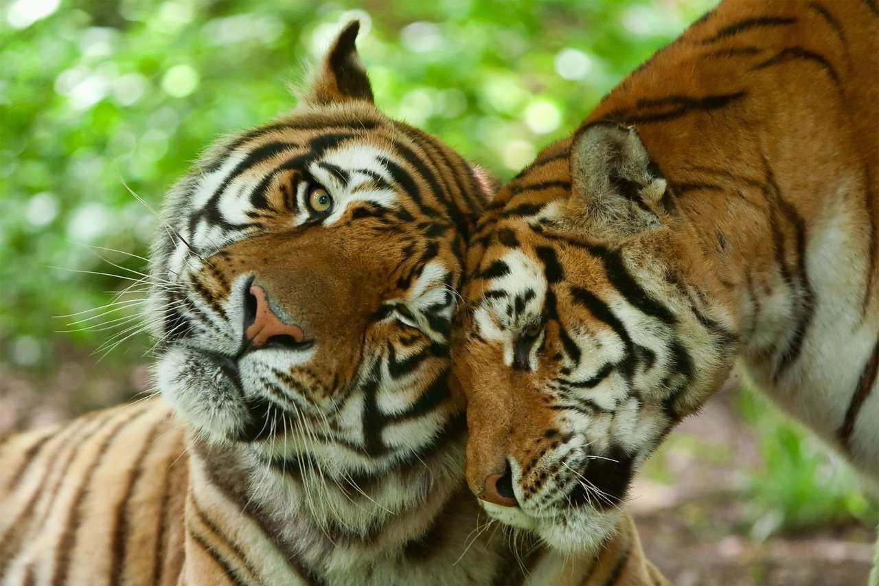 Casal de tigre quebra-cabeças online