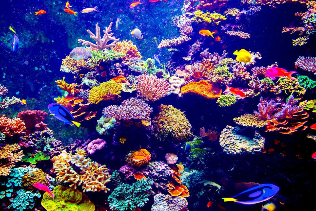 Сінгапурський акваріум онлайн пазл