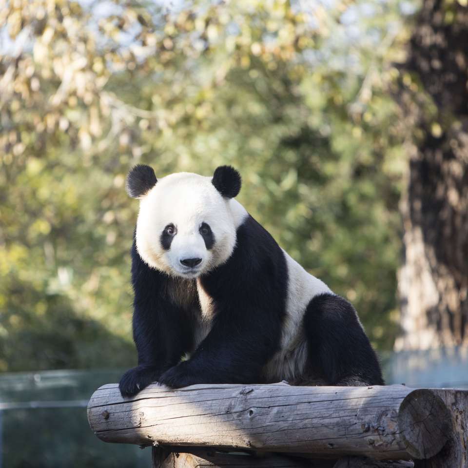 A giant panda in the zoo jigsaw puzzle online