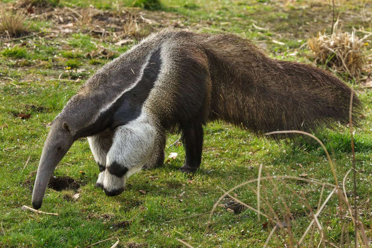 Giant anteater puzzle online