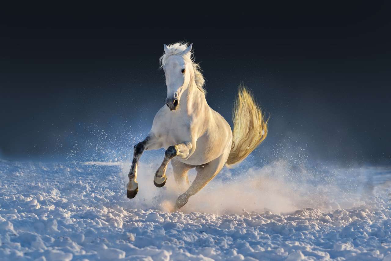 Cheval blanc sur la neige puzzle en ligne